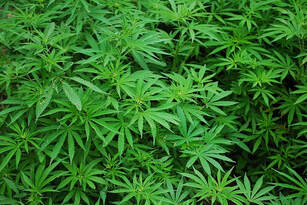 Billede af cannabis plante